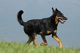 BEAUCERON 618